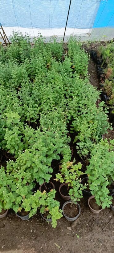 Otaq bitkiləri: Satışda dekorativ saksı bitkiləri – bağ və interyer üçün. - Euphorbia — 10