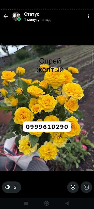 Rose saplings: Саженцы — 16