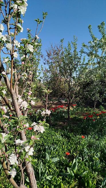 Продажа домов: Дом, 82 м², 4 комнаты, Собственник, Евроремонт — 15