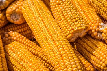 форель каракол: Продаю кукурузу сорт Октябрьская 70, сухой, чистый. цена: 20 сом