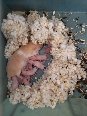 hamster qəfəs: Hamsterlər. böyüklər 10 man. kiçiklər 4 man. vatsapla əlaqə