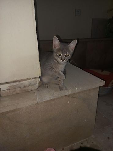 pişiklər gəncə: Yaxşı əllərə — 3