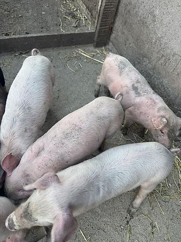 где можно купить кошку в бишкеке: Продаю | Поросенок | Крупная белая | Для разведения — 2