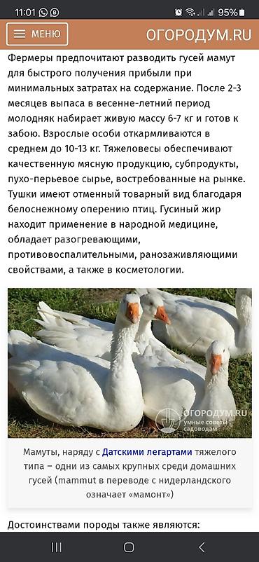 Птицы: Суточные гусята тяжёлой линии Мамутов,вывод каждую неделю,родительская — 13