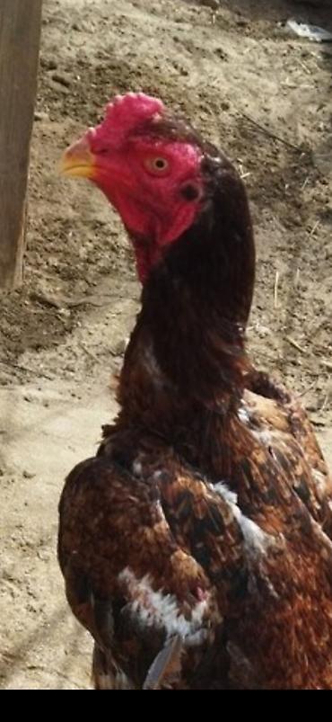 bala tutuquşu: Atası orginal toyuq tük anası saribelerdəndi apreldə çıxıb fərədi — 4
