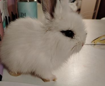 ev heyvanları: Hollant mini lop, tam sağlamdı, ev şəraitində saxlanılıb, vp:051 927 — 4