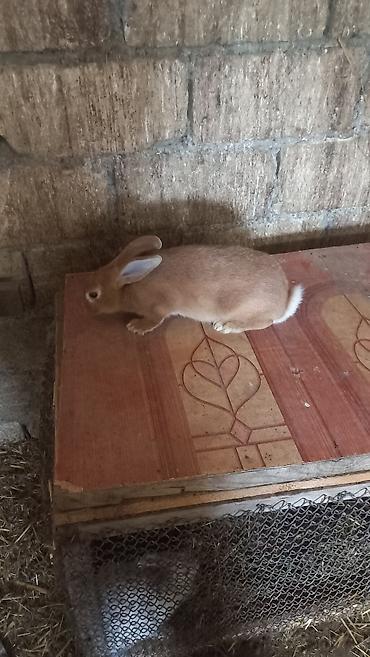 heyvanlar və balaları: Dovşanlar – müxtəlif rənglərdə gənc ev dovşanları 3 ay yarimlıq — 3