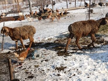 меренос бараны: Сатам | Кочкор (эркек)