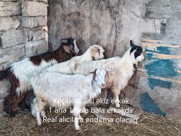 Digər kənd təsərrüfatı heyvanları: Erkək, il: 1