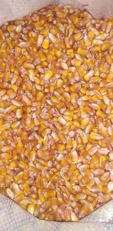 обмен на корову: Продаю семена кукурузы кыргызской селекции. гибрид ф1.Ала-тоо . срок — 3