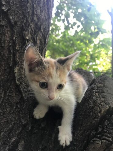 во сколько стерилизовать кошку: Кошка даром: Беспородная, 3 месяца, Мальчик