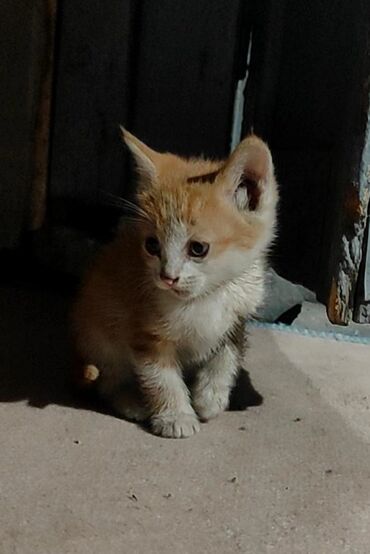 отдам кота я его боюсь: Кошка даром: Беспородная, 2 месяца, Мальчик, Приучена к лотку