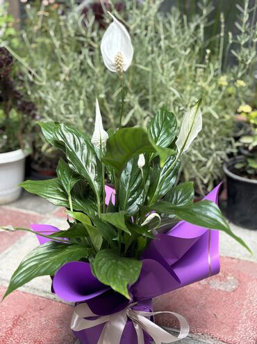 Tinglər: Spathiphyllum hündürlük 45sm. Qiymət 20azn. Hədiyyəlik bağlama da