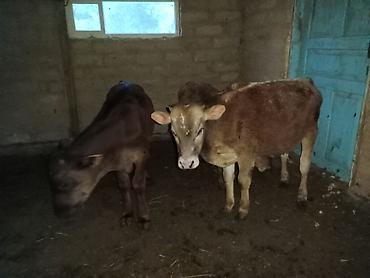 Коровы, быки: Продаю | Бык (самец) | Для разведения — 21
