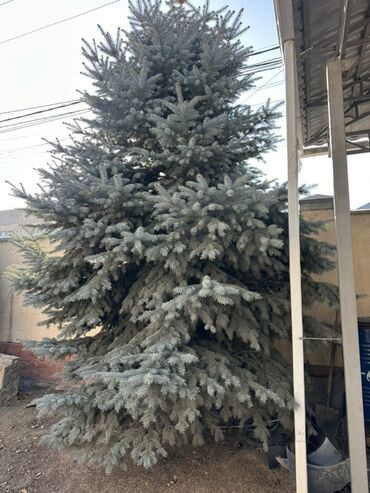 Декоративные деревья: Голубая ель (Picea pungens ‘Glauca’), крупномер. - Вид: колючая ель — 7