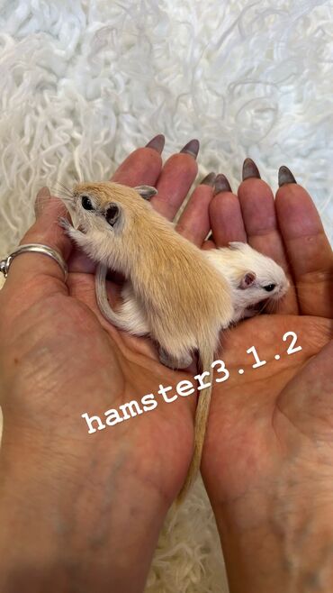 Хомяки: Ручные песчанки монгольские. Красивые окрасы, есть девочки и мальчики — 9