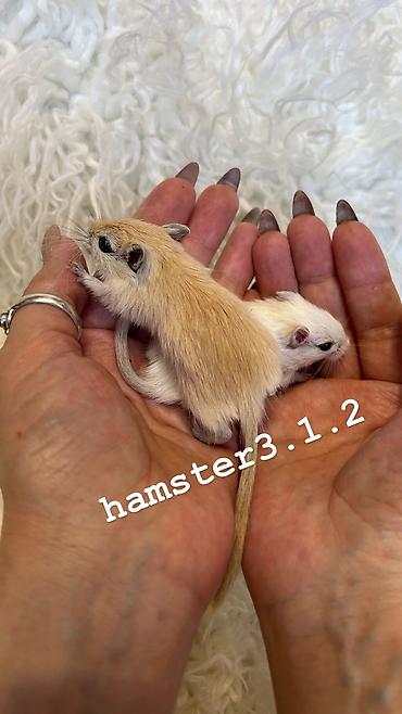 Хомяки: Продаются РУЧНЫЕ песчанки. От них НЕТ ЗАПАХА, как от хомячков и крыс — 7