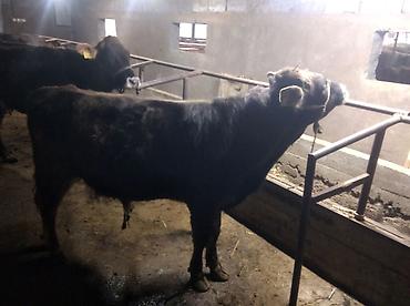 Коровы, быки: Продаю | Бык (самец) | Привязанные — 5