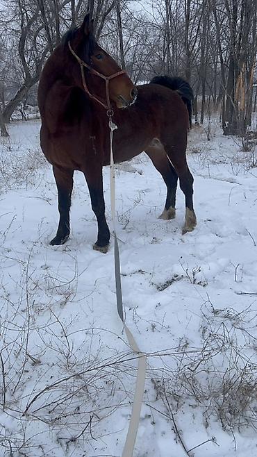 Лошади, кони: Продаю | Жеребец | Полукровка | Для разведения | Племенные — 4