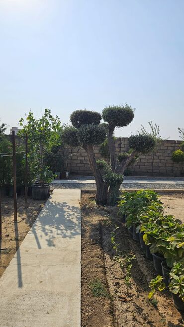 Şitillər: Dekarativ agaclarin satiwi istenilen novde istenilen olcude var elave — 20