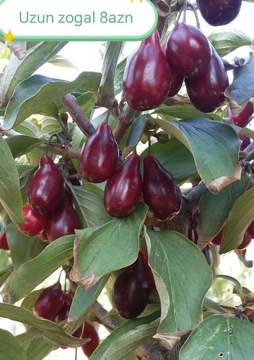 Şitillər: Salam Güllər Rusiyada gelib xarici gülldü nömrədə whatsapp var — 21