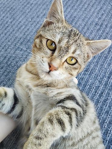 метис сибирской кошки: Кошка даром: Беспородная, 5 месяцев, Девочка, С прививками — 5