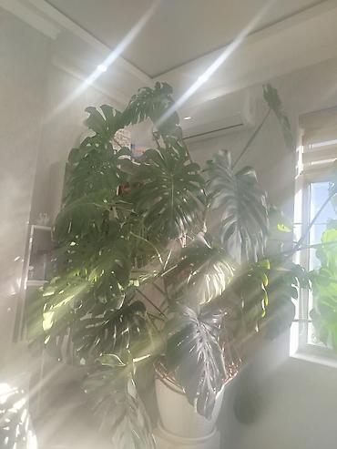 цветы камелия: Монстера делициоза (Monstera deliciosa), крупное взрослое комнатное — 1