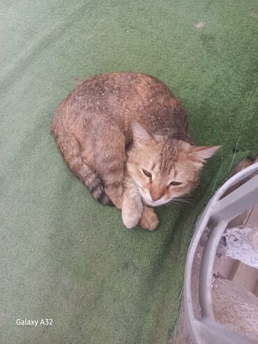 отдам кота я его боюсь: Кошка даром: Беспородная, Девочка
