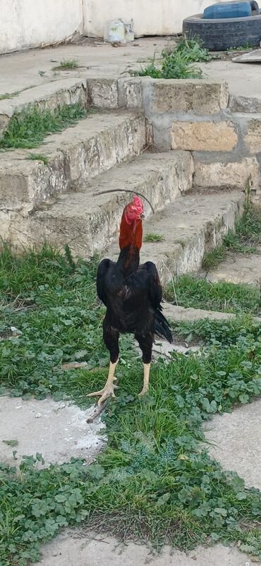 Xoruzlar: Xoruz, Heyratı, il: <1, Ödənişli çatdırılma — 2