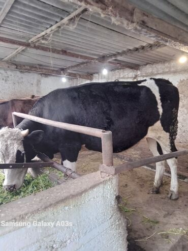 Коровы, быки: Продаю | Тёлка | Голштин | Для разведения, Для молока | Не стельные