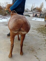 домик для кошек: Продаю | Овца (самка) | Арашан | Для разведения | Котные