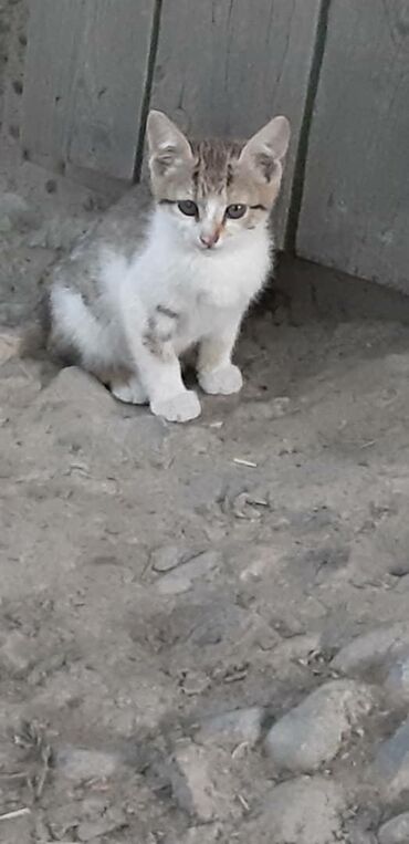 Отдам котят в добрые и ответственные руки. Им 1.5 месяца. Кушают все