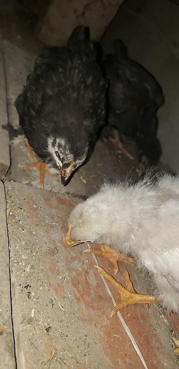 Куры, петухи: Продаю | Цыплята | Для разведения — 37