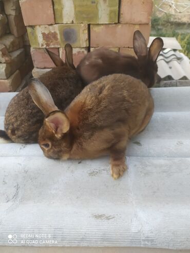 Кролики: Продаются кролики породы сатин. Самки - 7 месяцев.
 цена/шт