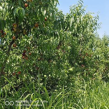 mehemmedi torpaq satilir: 320 sot, Kənd təsərrüfatı, Mülkiyyətçi, Kupça (Çıxarış) — 3