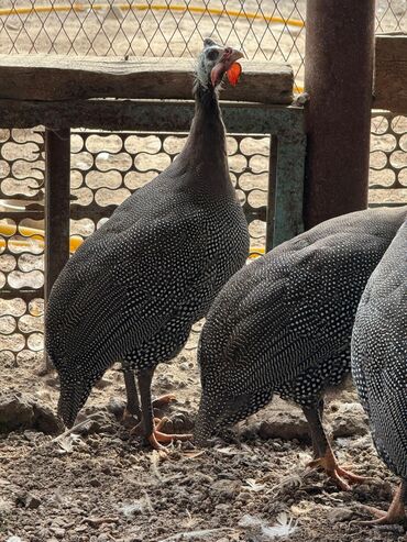 минеральная смесь для волнистых попугаев: Продам цесарки