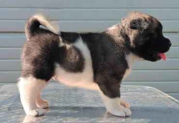 Psi: Američka Akita, štenci Odgajivacnica TOP WINNER PUPPY sa ponosom — 5