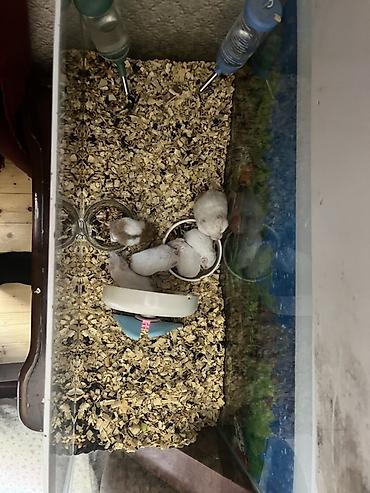 taxta qəfəs: Şüşə akvarium tipli qəfəsdə saxlanılan surian hamsterlər üçün tam — 2