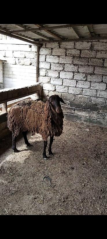 Qoyunlar, qoçlar: Qarabaş yerli cins qoç - Rəngi: tünd qəhvəyi, qarabaş - Cinsi: yerli — 7