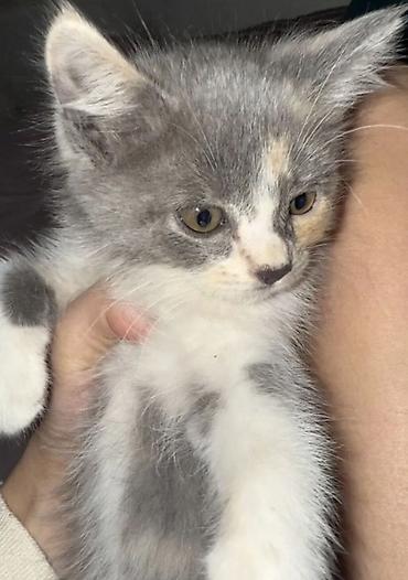 возьму котенка: 3 месяца, Девочка, Приучена к лотку — 3