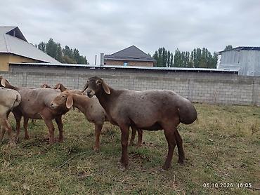 Продам с/х животных: Продаю | Овца (самка) | Арашан | На забой, Для разведения, Для шерсти — 2