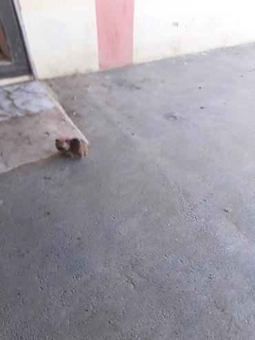 balaca ev itləri: 300m razlşma var kdaxanda atas şeklin qomşam — 8