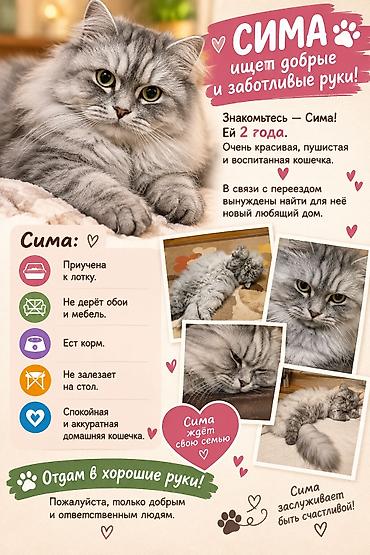 жд: Кошка даром: Беспородная, 2 года, Девочка, Приучена к лотку — 2