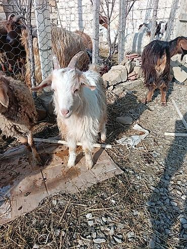 Keçilər, çəpişlər: Çəpiş keçi qoyun sürü və ya tək tək satram. Qiymet ferqlidirMəhsul — 27