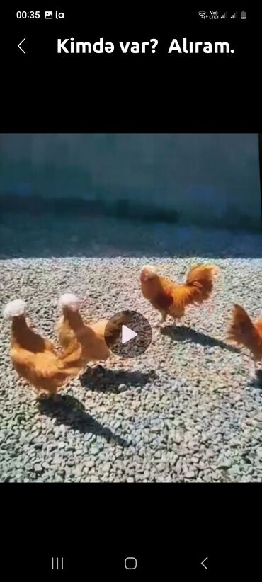 Gəmiricilər: Alıram kimdə var?
