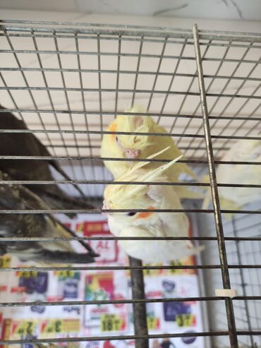 Tutuquşları: Korella tek tek erkey dişi Cüt Valnist qəfəs Valnist 15 Azn balasi — 20