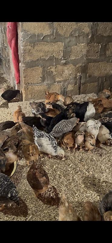 Cücələr: 45,50 günlük tam sağlam aktiv diribaş qarışığ kənd cücələri bütün — 8