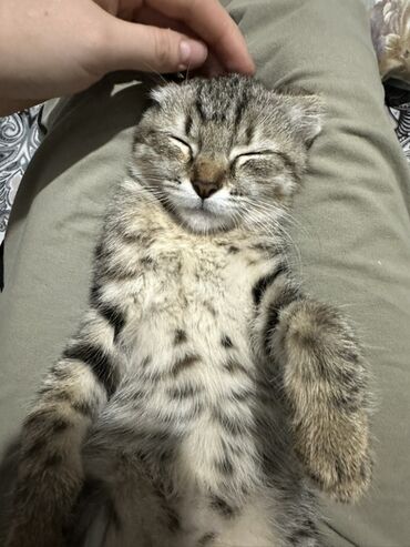 сколько стоит американская короткошёрстная кошка: Кошка даром: Беспородная, 2 месяца, Девочка, Приучена к лотку, Проглистована, С прививками