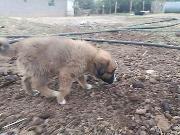 служба захоронения домашних животных: Собака даром: Алабай, 2 месяца, Самец, С прививкой — 1