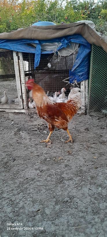 Xoruzlar: Salam aleykum Lohman braun Xoruzu satılır 5aylığ təmiz qan sağlam — 2
